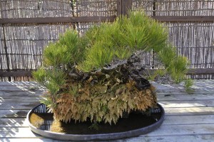 盆栽　bonsai